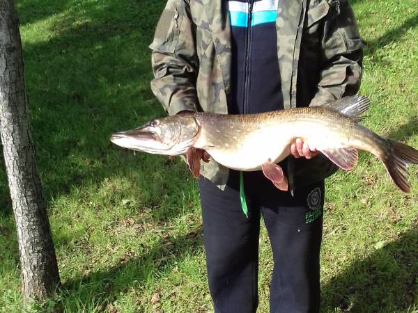 Takie ryby można złowić w naszym jeziorze.