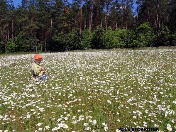 Łąka oraz zaczynające się Domku