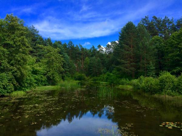 sąsiadujący staw, Oseredek
