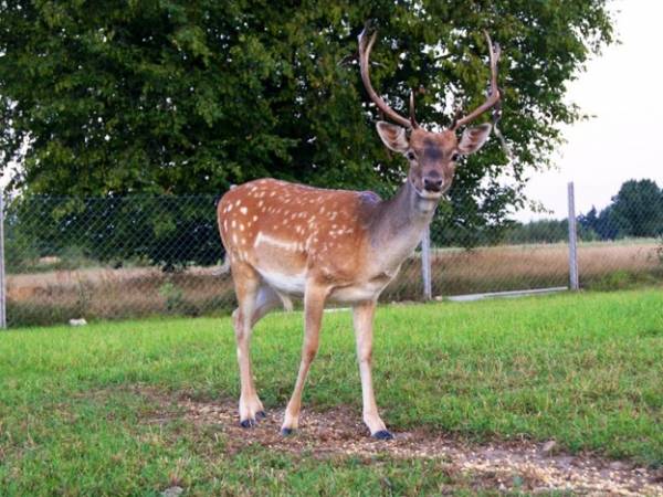 Przywódca stada danieli - Rudi