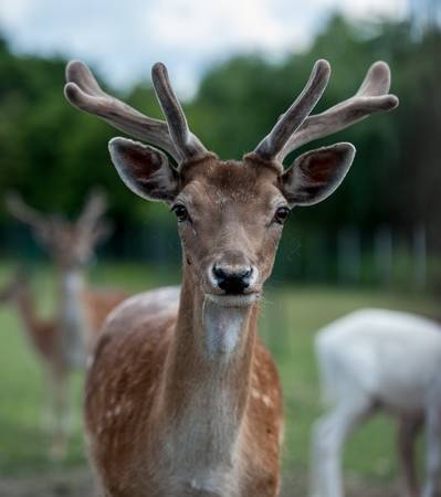 Rudolf - Najstarszy z całego stada danieli.