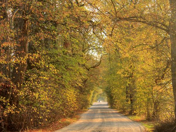 aleja lipowa w Zabużu w jesiennej odsłonie