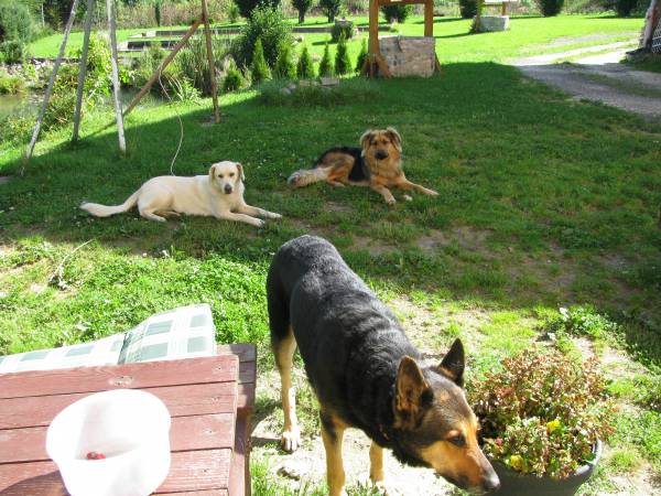 nasze pieski czekają na turystów