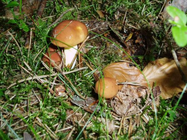 Jesienią zapraszamy na grzyby.