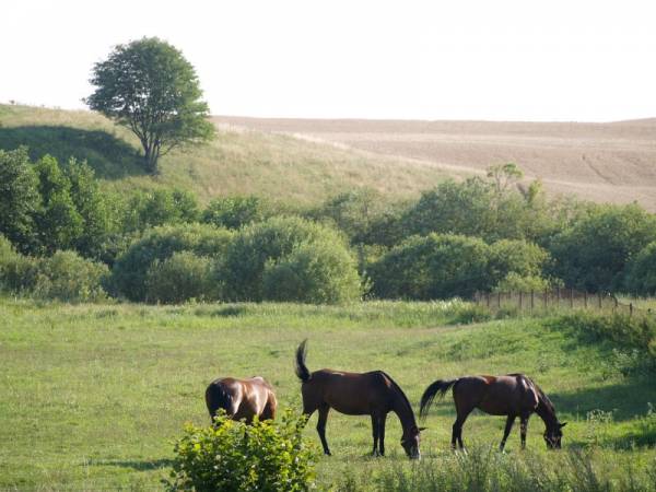 Widok na łąki.