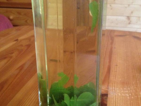 Pyszna miętowa herbatka z mięty rosnącej przed domkiem