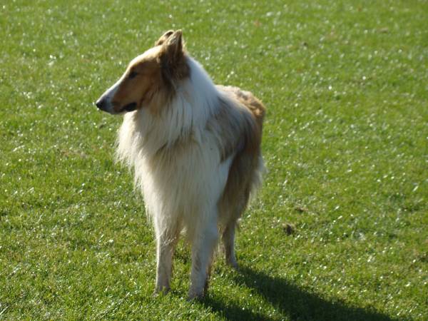 PIES PILNUJĄCY POSESJI