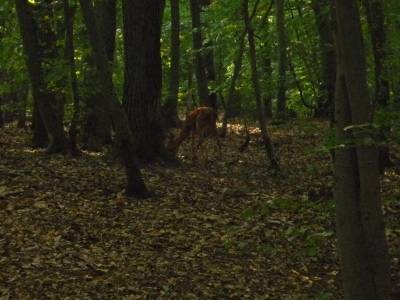 Zwierzęta w regionie