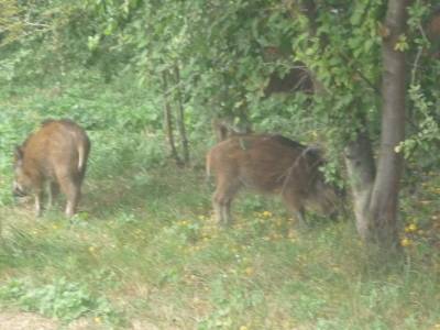 Zwierzęta w regionie