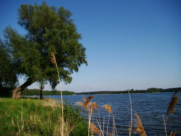 Jezioro Pile - Dąbrowica