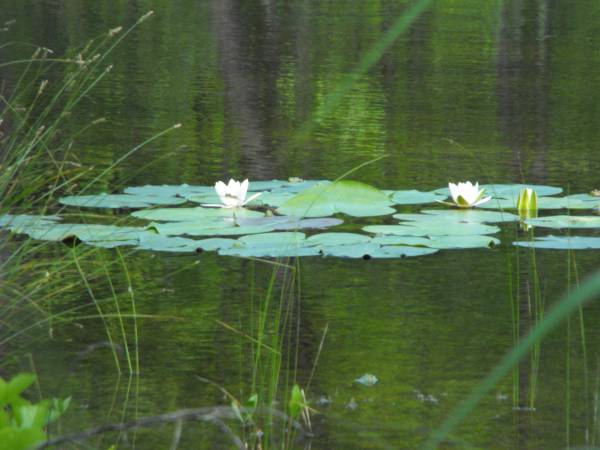 Lilie wodne