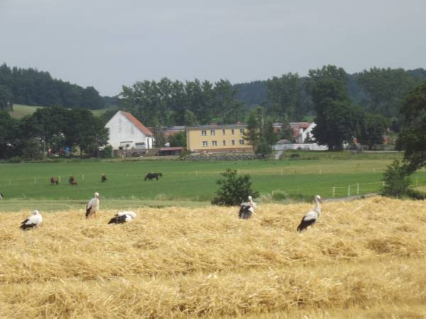 Gospodarstwo Agroturystyczne Marianówek