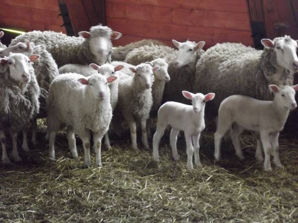 Gospodarstwo Agroturystyczne Marianówek