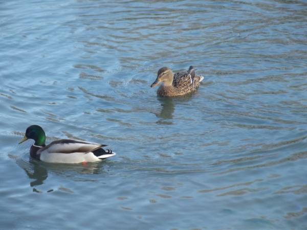 Gospodarstwo Agroturystyczne Marianówek