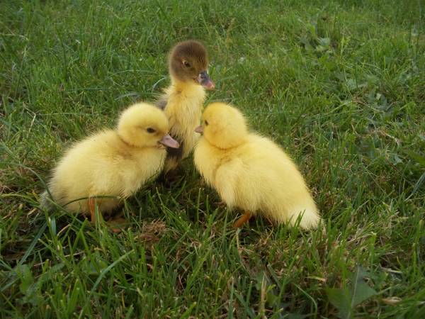 Gospodarstwo Agroturystyczne Marianówek