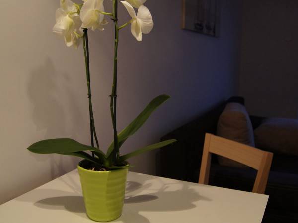 Pensjonat Abaya Gardenia Ogrodowa 14