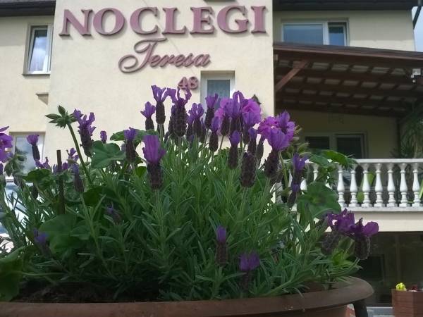 Noclegi Teresa