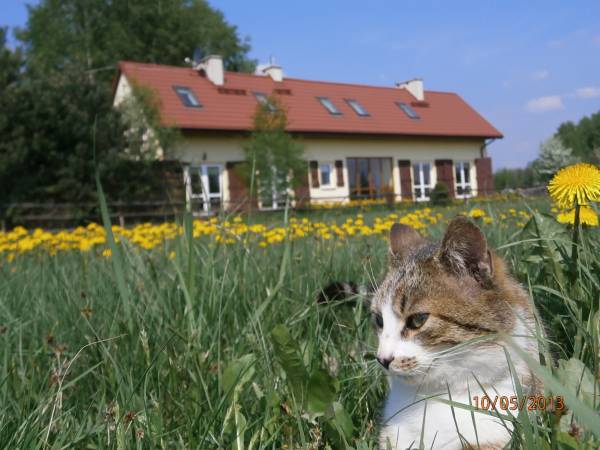 Zapraszamy też ze zwierzętami, naszymi pupilami