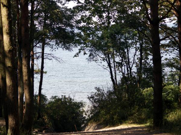 PIĘKNA ŚCIEŻKA PRZEZ LAS NAD MORZE