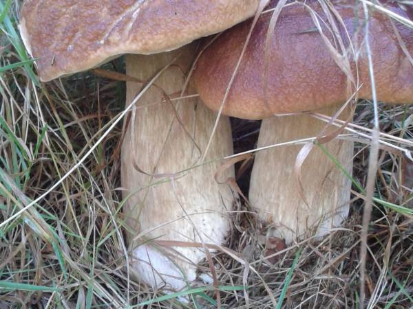 borowiki z przydomowego lasu