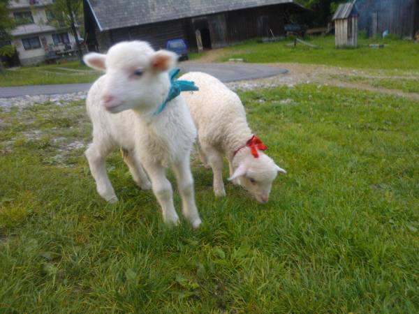 Gospodarstwo Agroturystyczne U Bacy