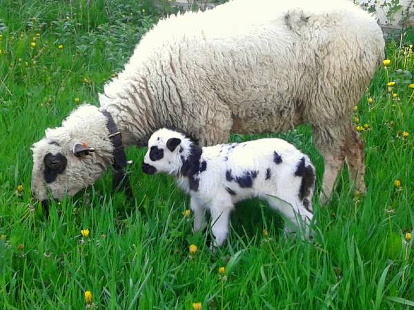 Gospodarstwo Agroturystyczne U Bacy