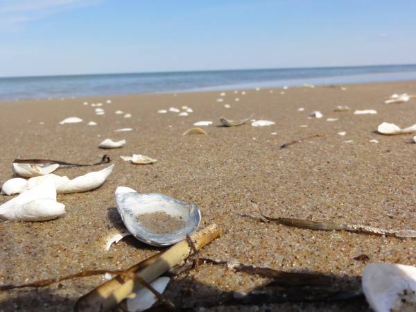 skarby sobieszewskiej plaży