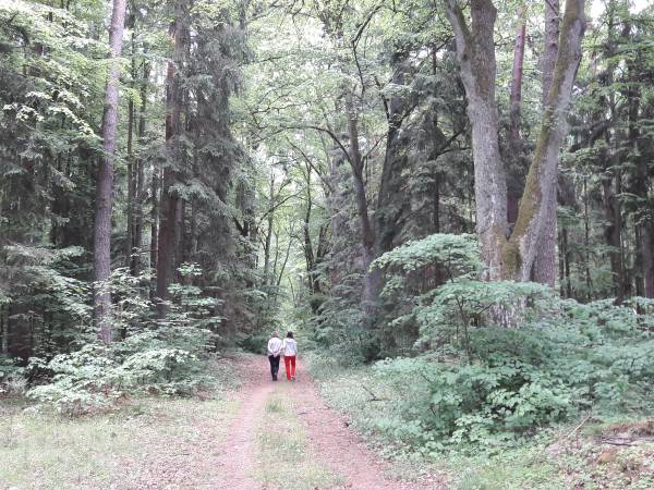 Lasy nad Pasłęką w Pelniku.