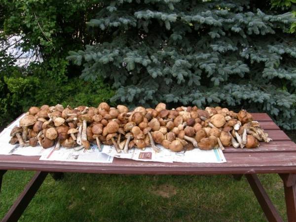 Udane grzybobranie ...Okoliczne lasy obfitują w grzyby i jagody.