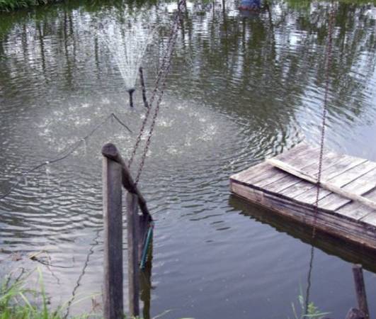 ,,Rybny Raj". Ryby marzą o twojej patelni. Nie zawiedź ryb!