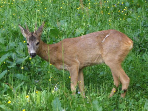 Masz randkę z dziką przyrodą. Pamiętaj, że niegrzecznie jest się spóźniać.