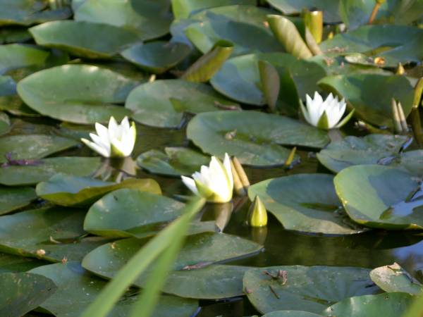 Lilie wodne. Na stawie ,,Rąbny Raj".