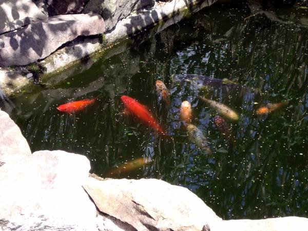 Oprócz ryb w łowisku które po złowieniu możesz zaprosić na kolację (w charakterze potrawy oczywiście) mamy stawik z rybkami ozdobnymi. Ich harce cię zachwycą.