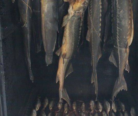 wędzone ryby to nasz + , widać sielawę , suma , jesiotra .