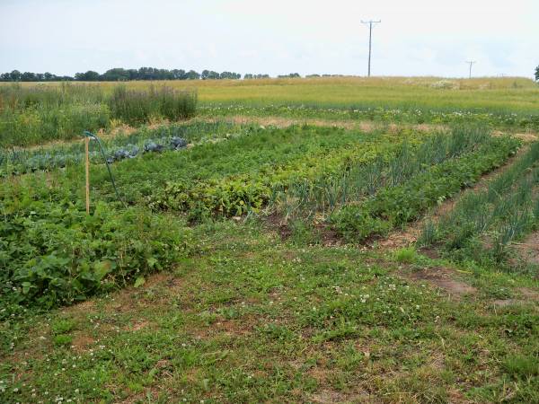 Fragment naszego ekologicznego ogrodu warzywnego z którego przygotowujemy potrawy dla gości.