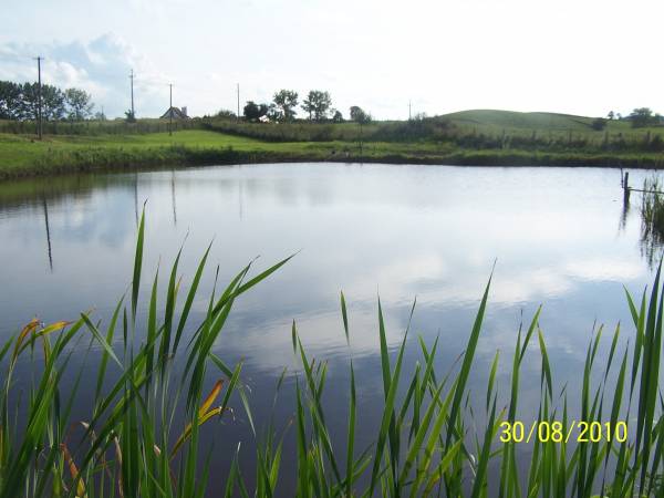 na posesji staw z karpiami