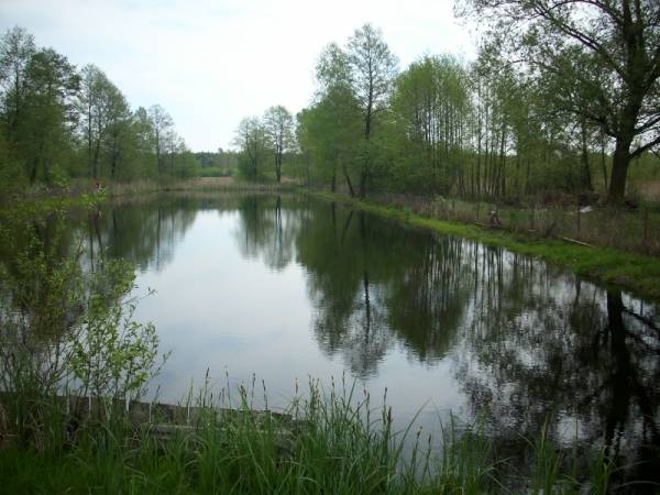 Obok posesji znajduje się duży staw z możliwością wędkowania.