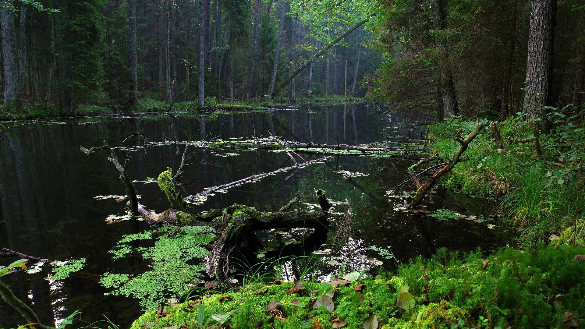 Pogoda Zwierzyniec Pierwszy Roztoczański Park Narodowy Zwierzyniec