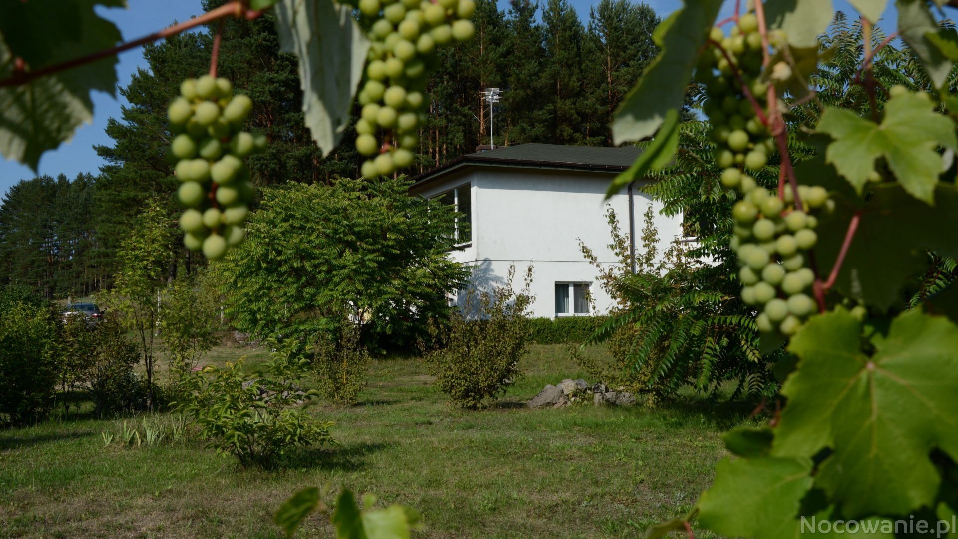 Ignacówka