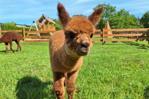 Agroturystyka Folwarczek