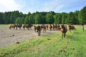 Agroturystyka Pod Lipą