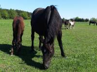 Stadnina Farma Jantar 