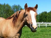 Stadnina Farma Jantar 