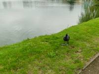 Jezioro Magistrackie