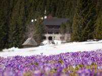 Dolina Chochołowska