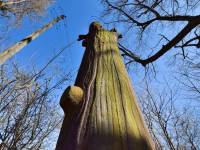 Żelazne drzewo - Lipa Fryderyka