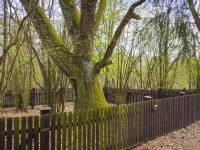 Święte Dęby w Lesie Kijowiec