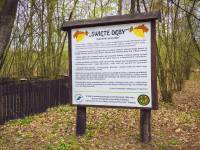 Święte Dęby w Lesie Kijowiec