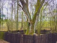 Święte Dęby w Lesie Kijowiec