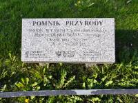 Pomnik Przyrody - Jesion Wyniosły